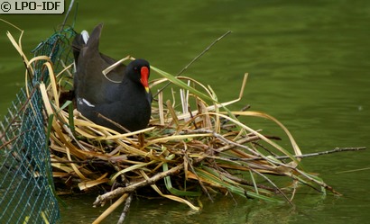 Gallinule poule-d'eau