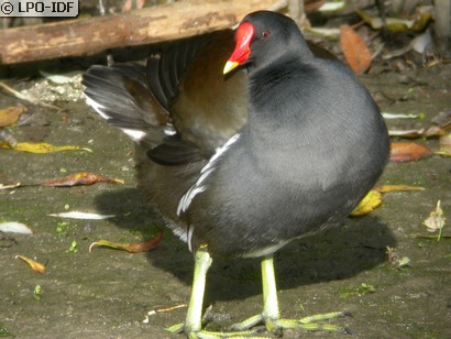 Gallinule poule-d'eau
