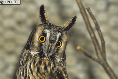 Hibou moyen-duc