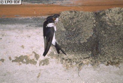 Hirondelle de fenêtre