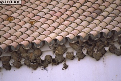 Hirondelle de fenêtre
