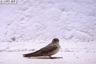 Hirondelle de rochers