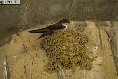 Hirondelle de rochers