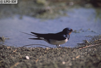 Hirondelle rustique