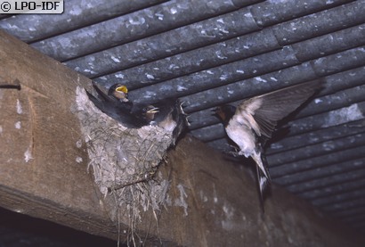 Hirondelle rustique