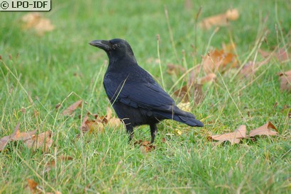 Corneille noire