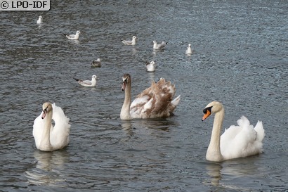 Cygne tuberculé