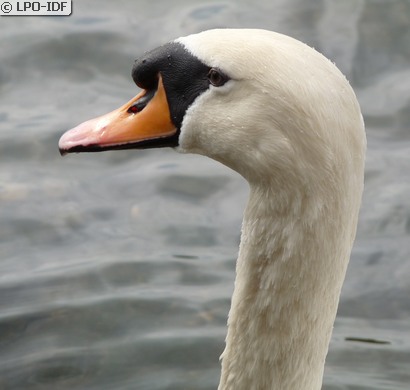 Cygne tuberculé