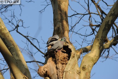 Pigeon colombin