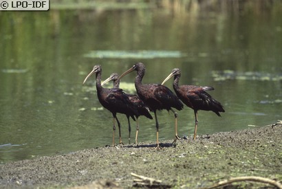 Ibis falcinelle
