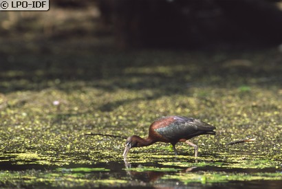 Ibis falcinelle