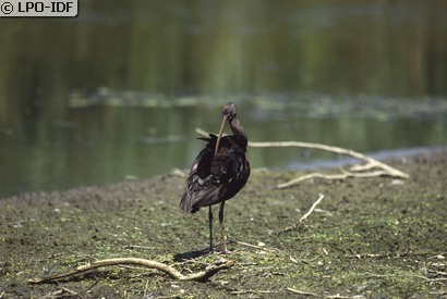 Ibis falcinelle