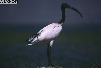Ibis sacré