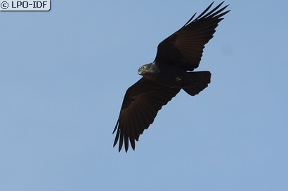 Corbeau à queue courte