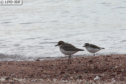 Gravelot de Leschenault