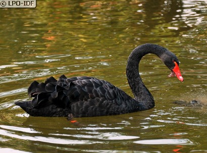 Cygne noir