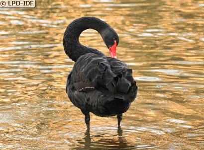 Cygne noir