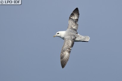 Fulmar boréal