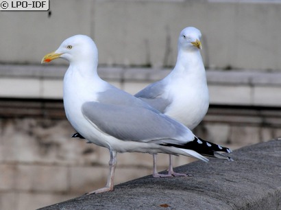 Goéland argenté