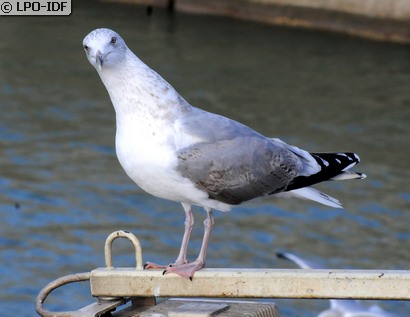 Goéland argenté