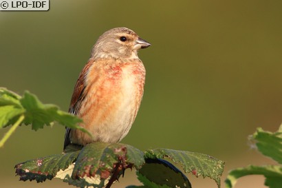 Linotte mélodieuse