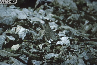 Lagopède alpin