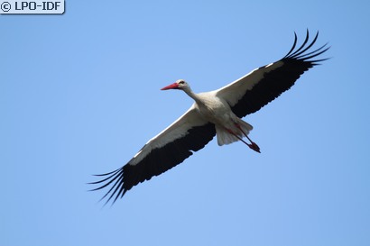 Cigogne blanche