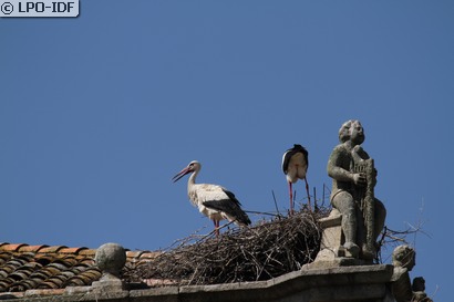 Cigogne blanche