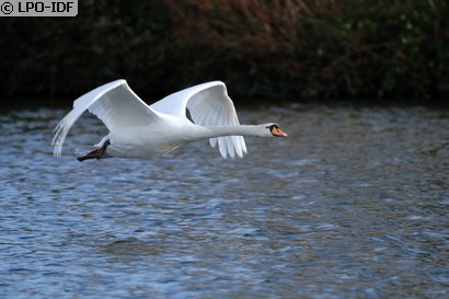 Cygne tuberculé