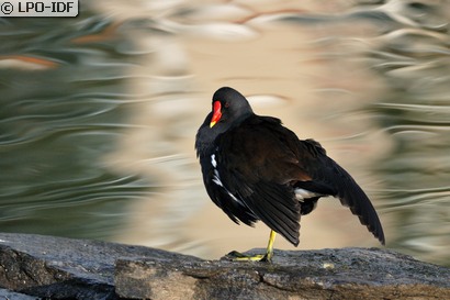 Gallinule poule-d'eau