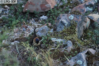 Hirondelle rousseline