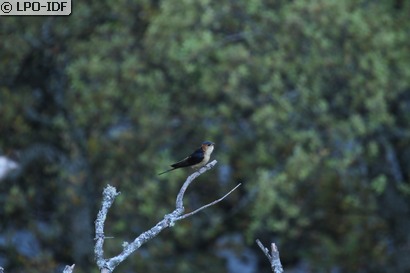 Hirondelle rousseline