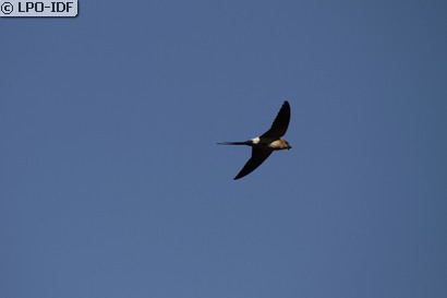 Hirondelle rousseline