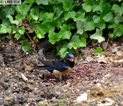 Hirondelle rustique