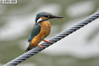 Martin-pêcheur d'Europe