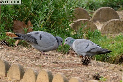 Pigeon colombin