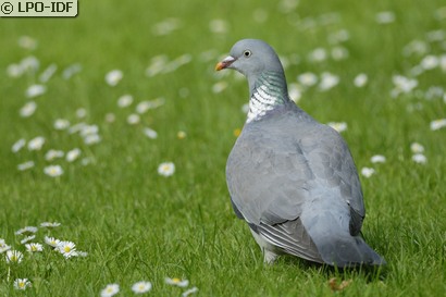 Pigeon ramier