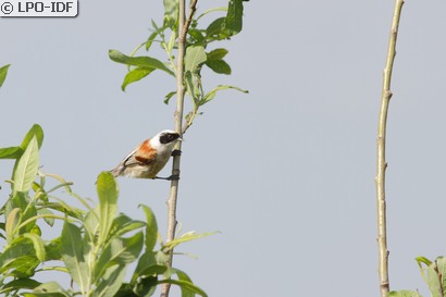 Rémiz penduline
