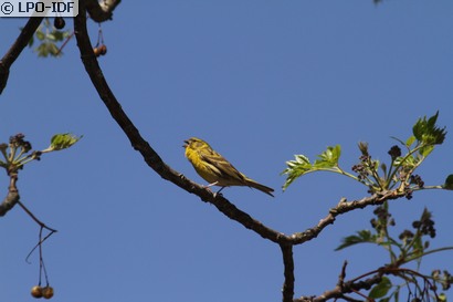 Serin cini