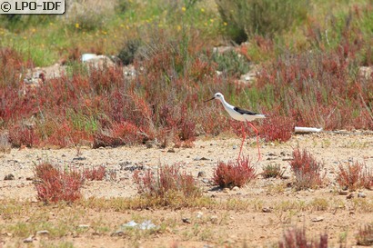 Échasse blanche