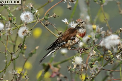 Linotte mélodieuse