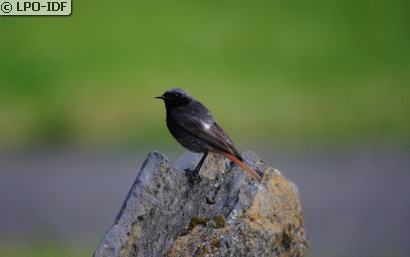 Rougequeue noir