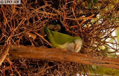 Conure veuve