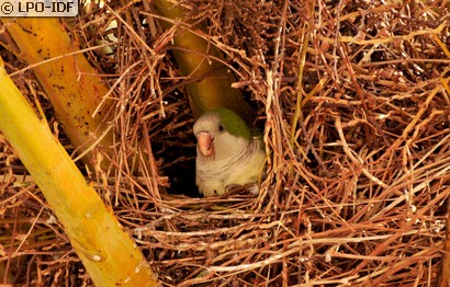 Conure veuve