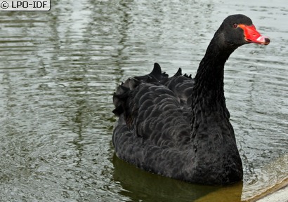 Cygne noir