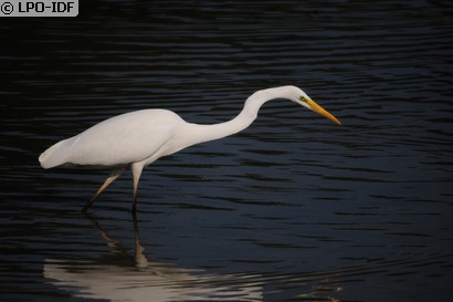 Grande Aigrette