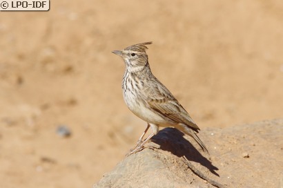 Cochevis de Thékla