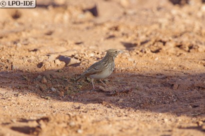 Cochevis huppé