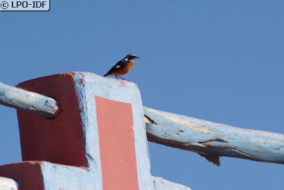 Rougequeue de Moussier