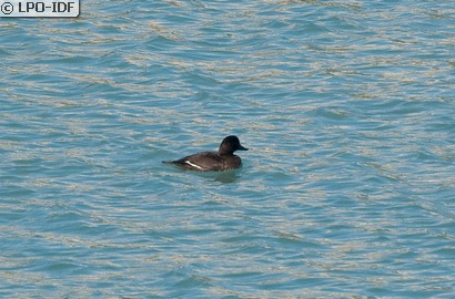 Macreuse brune